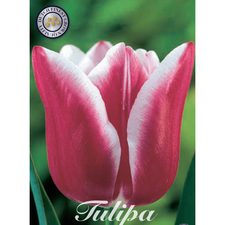 Tulpan Leo Visser 10-pack